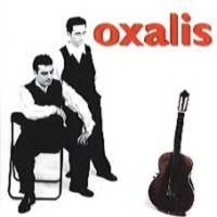 Oxalis / Oxalis (수입)